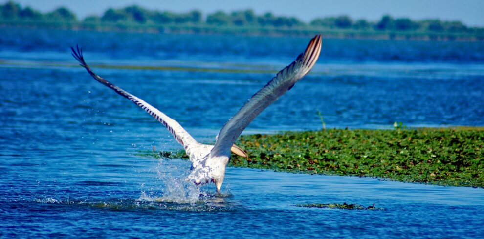 Delta Dunării, 2 zile într-un un labirint acvatic natural - Delta Dunarii 5